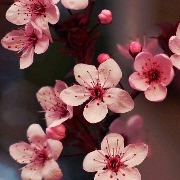 Other - Not Available